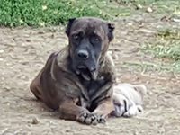 cane corso rustico